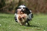 LHASSA APSO 293